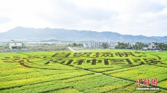 从一粒种子到一个产业：中国南繁硅谷崛起