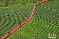 钟灵毓秀“叶”生金 茶香“边城”富民路